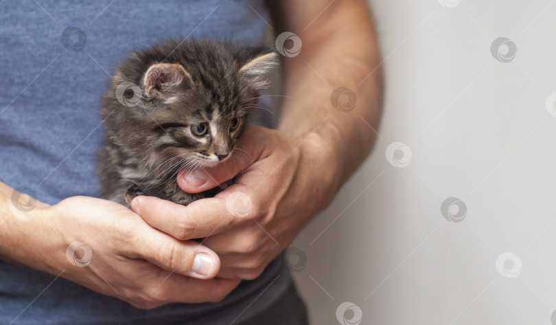 Скачать Мужские руки держат красивого милого маленького котенка. Крошечный кошачий младенец в больших мужских руках смотрит в правую пустую сторону. фотосток Ozero