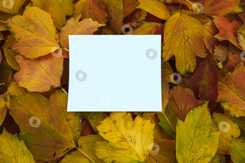 Скачать Белая пустая бумажная карточка с пустым пространством для текста, copyspace, на фоне желтых осенних листьев фотосток Ozero