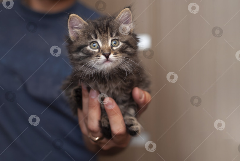 Скачать Мужские руки держат красивого милого маленького котенка. Крошечный кошачий младенец в больших мужских руках смотрит в правую пустую сторону. фотосток Ozero
