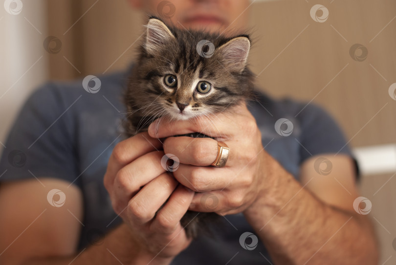 Скачать Красивый милый маленький котенок, удерживаемый неузнаваемым мужчиной. Крошечный котенок в больших мужских руках смотрит в камеру. фотосток Ozero