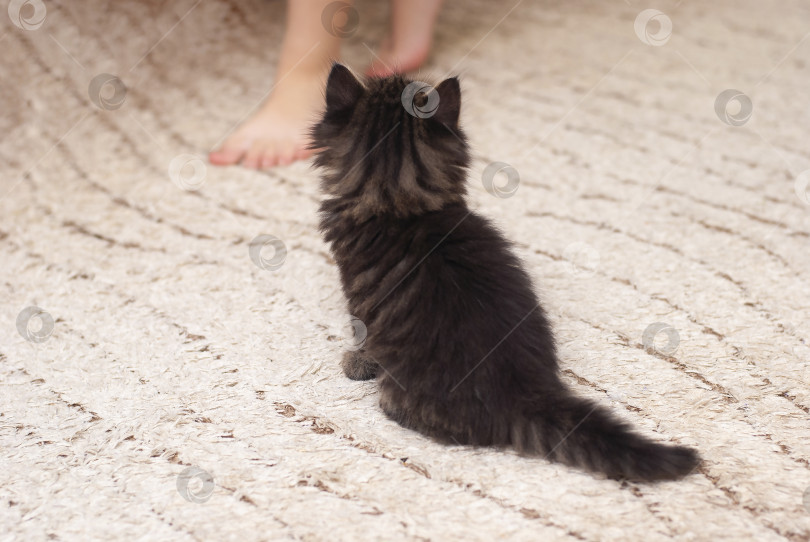 Скачать Милый, очаровательно выглядящий маленький котенок на светлой подстаканнице смотрит на ножки ребенка. Домашние животные любят животных. Кошачьи детеныши дома. фотосток Ozero