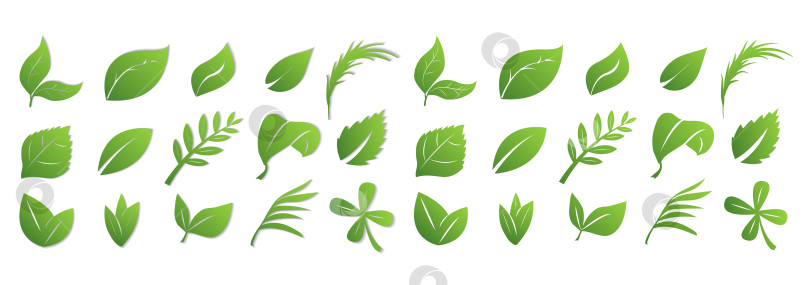 Скачать Набор зеленых листьев на белом фоне с тенью и без нее, для логотипов, дизайнов, символики зеленой планеты фотосток Ozero