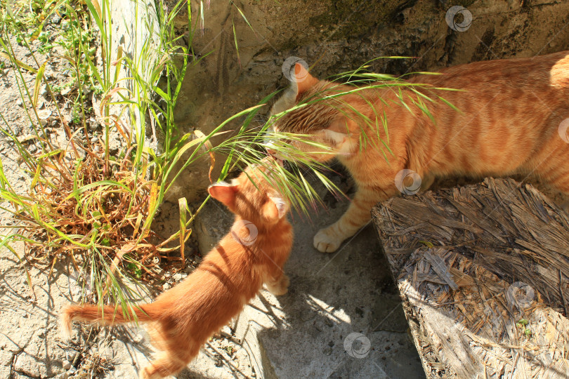 Скачать Коты на природе фотосток Ozero