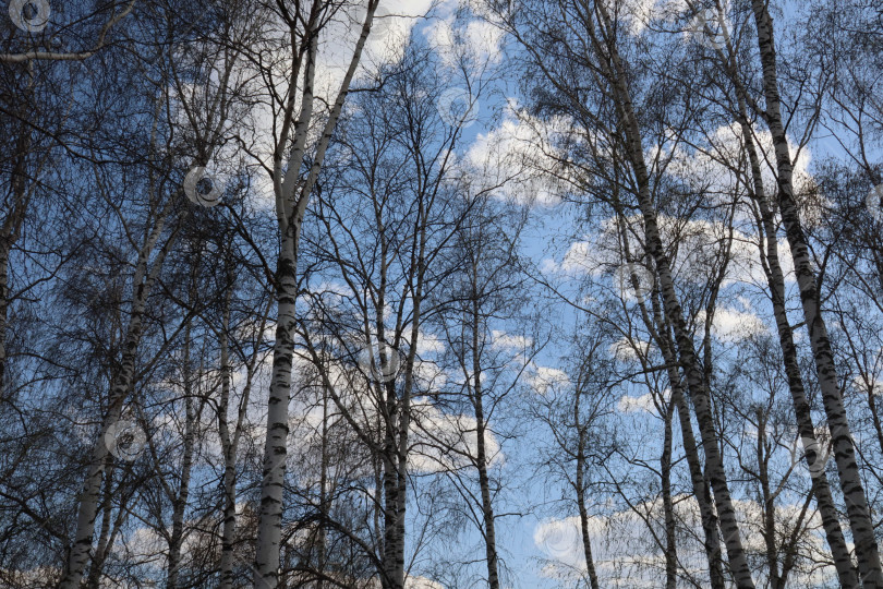 Скачать Березы весной на фоне голубого неба с облаками фотосток Ozero