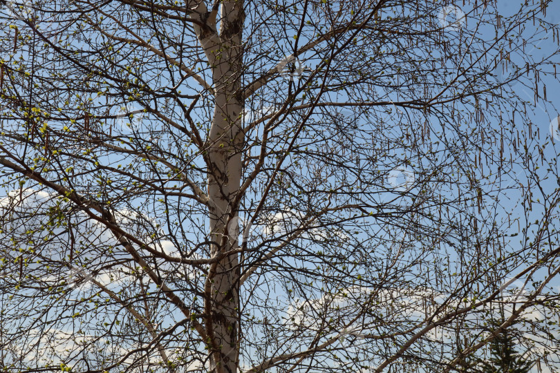 Скачать Березы весной на фоне голубого неба фотосток Ozero
