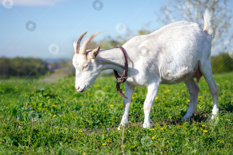 Скачать Белая рогатая коза пасется на лугу фотосток Ozero