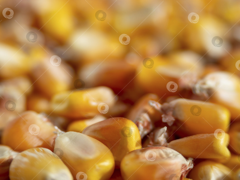 Скачать Марко фото зерен золотистой кукурузы (маиса) с малой глубиной резкости- natur фотосток Ozero
