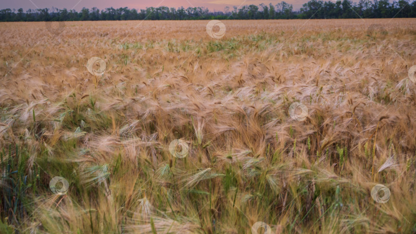 Скачать Ячменное поле. Золотисто-зеленое зерновое поле и закатное небо, ландшафтный дизайн фотосток Ozero