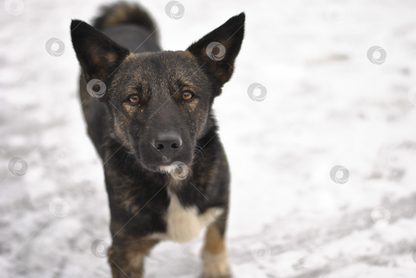 Скачать Бездомная собака смотрит прямо в камеру. Зимой холодным уличным животным нужен дом. Бедное животное - собака. фотосток Ozero