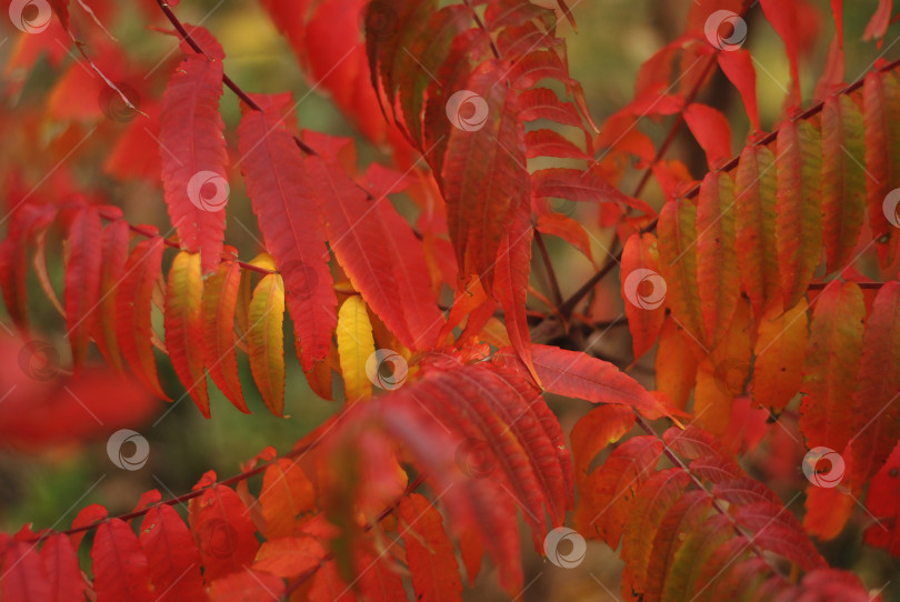 Скачать Красочный осенний фон из красно-оранжевых листьев. Сезонная осень. Красивые обои с картинками сентябрь октябрь фотосток Ozero