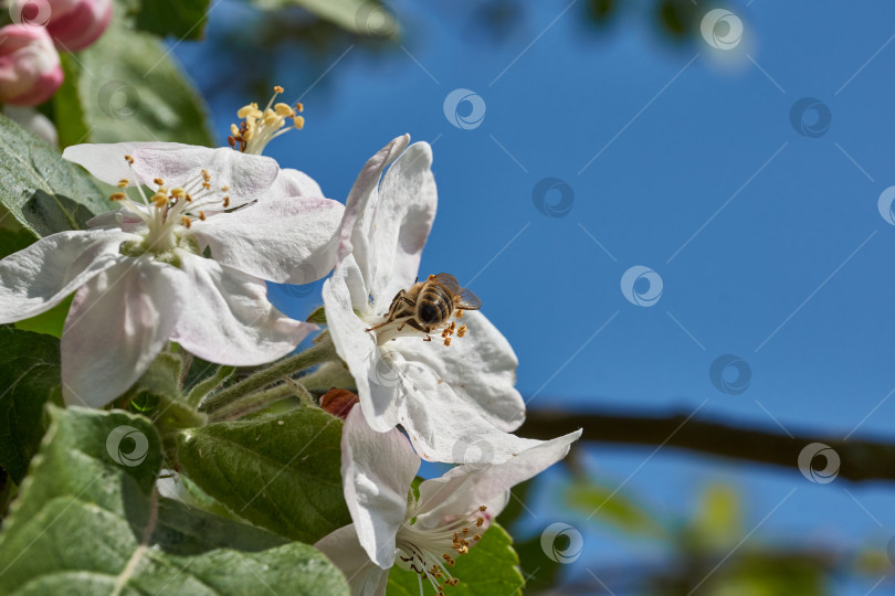 Скачать Цветы яблони на фоне кроны дерева и голубого неба. фотосток Ozero
