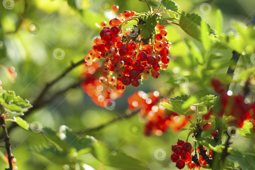 Скачать Красная смородина, садовые натуральные вегетарианские прозрачные ягоды на ветке, освещенные солнечным светом. фотосток Ozero