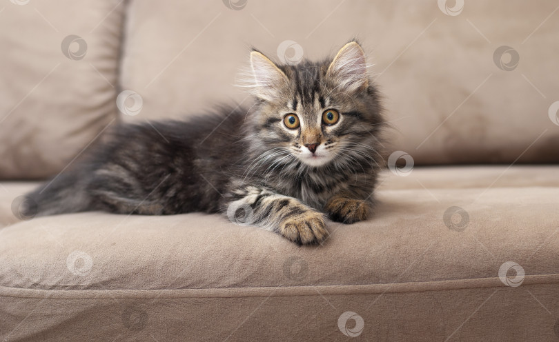 Скачать Милый маленький красивый котенок лежит на диване и смотрит прямо в камеру крупным планом. фотосток Ozero