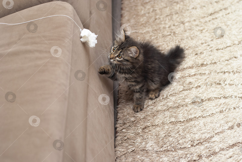 Скачать Маленький милый красивый коричнево серый пушистый котенок играет с белым пальчиком, сделанным из бумаги фотосток Ozero