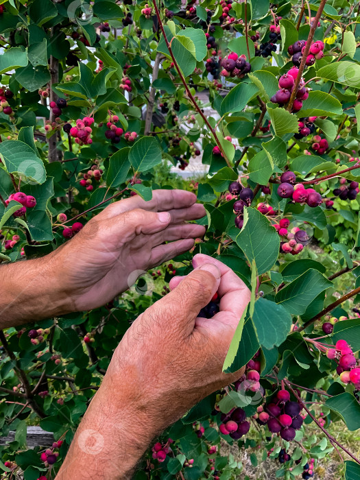Скачать Руки смуглого старика собирают ягоды на дереве в саду. фотосток Ozero