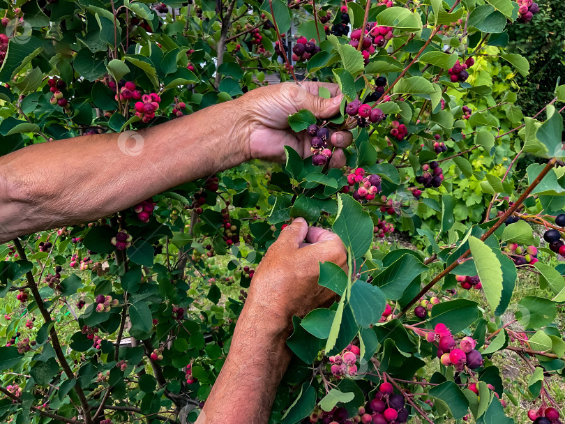 Скачать Руки смуглого старика собирают ягоды на дереве в саду. фотосток Ozero