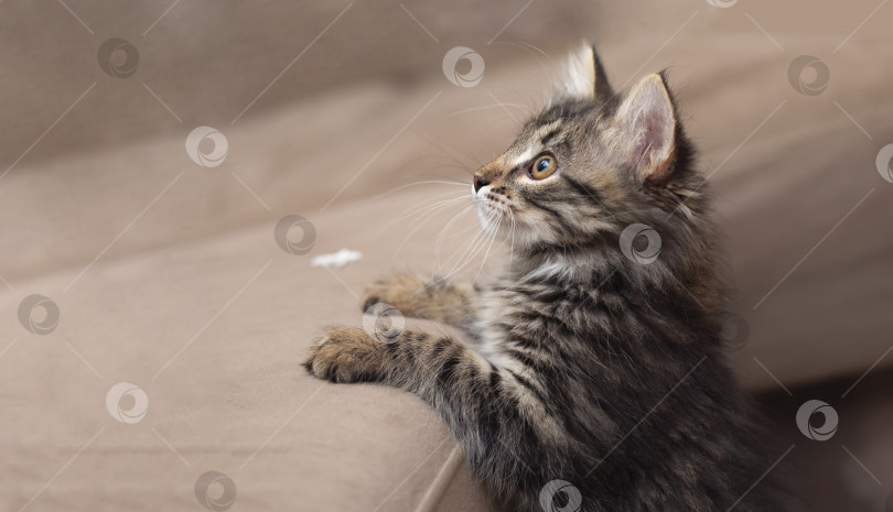 Скачать Маленький симпатичный коричнево-серый котенок, стоящий и смотрящий влево и вверх, портрет фотосток Ozero