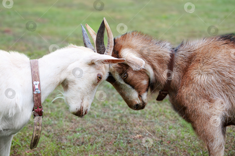 Скачать Белая зааненская и цветная альпийская рогатые козы выясняют отношения фотосток Ozero