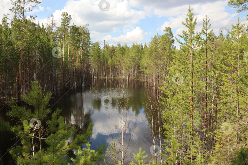 Скачать Сосны,  хвойные деревья,, лиственные деревья, деревья, растения, река летом  в тайге, в Сибири фотосток Ozero