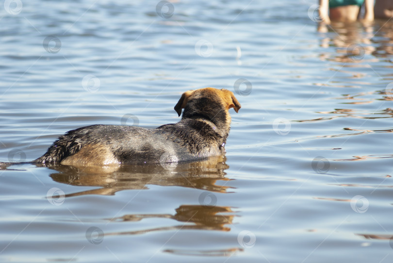 Скачать Собака вернулась в воду и ждет своего хозяина. Домашние животные освежаются в жаркую летнюю погоду фотосток Ozero