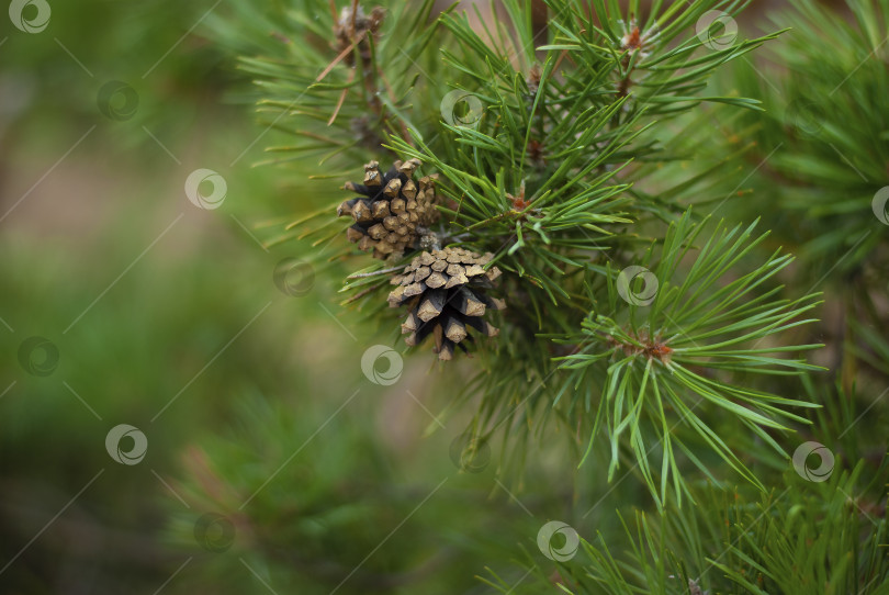 Скачать Две сосновые шишки на дереве красивая фоновая картина природы фотосток Ozero