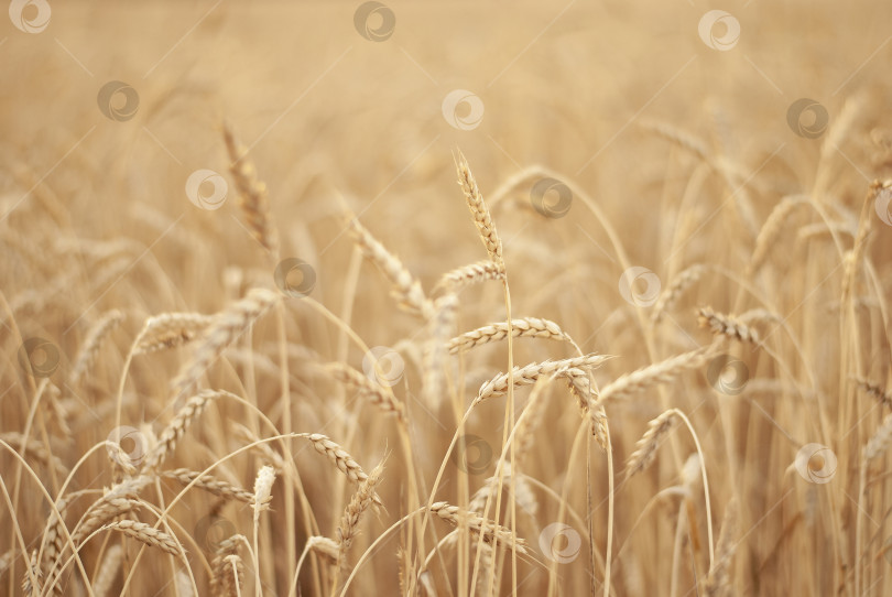 Скачать Естественное пшеничное поле на фоне красивой картинки заката фотосток Ozero