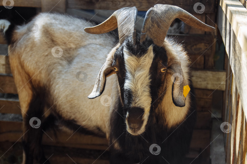 Скачать Черно-белая коза с большими рогами стоит на ферме в деревянном загоне, портрет крупным планом фотосток Ozero