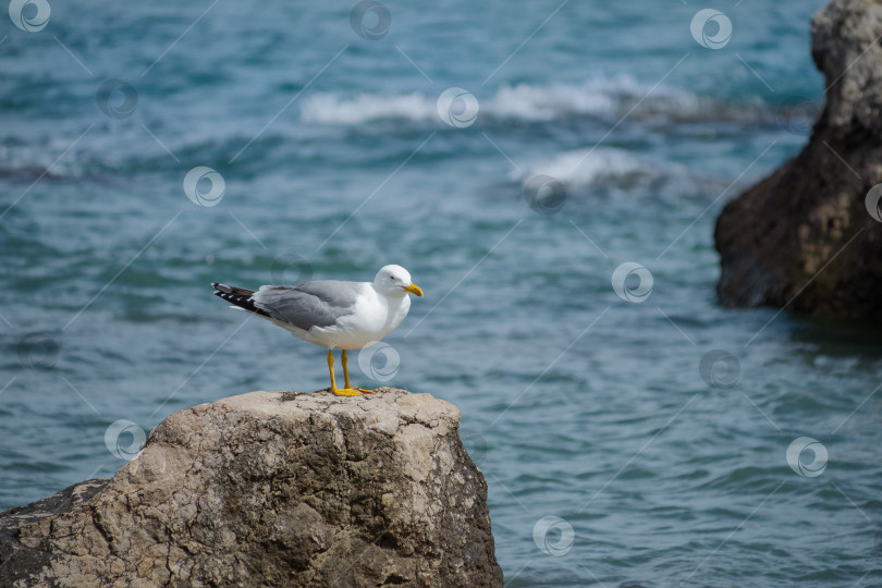 Скачать Чайка сидит на камне на фоне моря фотосток Ozero