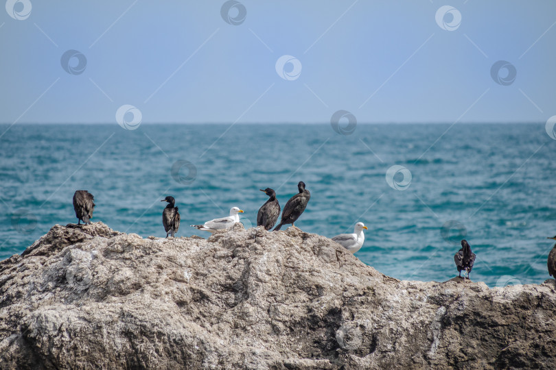 Скачать Бакланы и чайки сидят на камне на фоне моря. фотосток Ozero