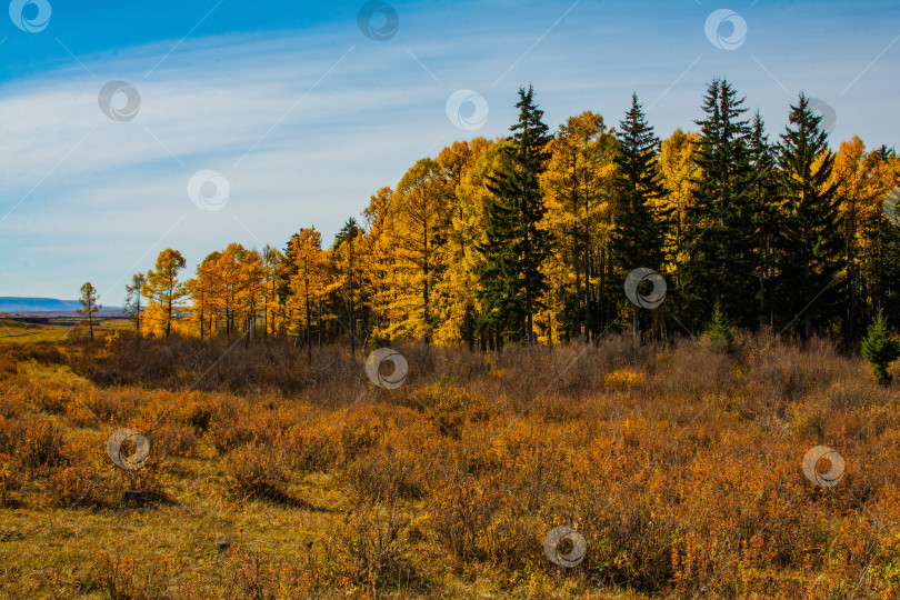 Скачать Осенний лес фотосток Ozero