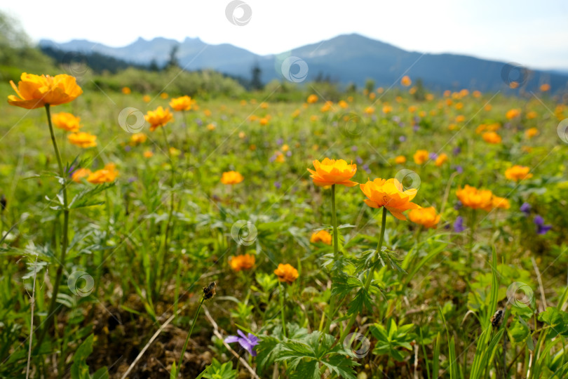 Скачать зеленый летний луг на фоне гор. Долина апельсиновых цветов. Весенний цветущий пейзаж фотосток Ozero