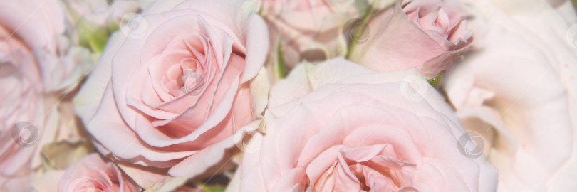 Скачать Абстрактный цветочный фон, букет розовых роз пастельного цвета фотосток Ozero