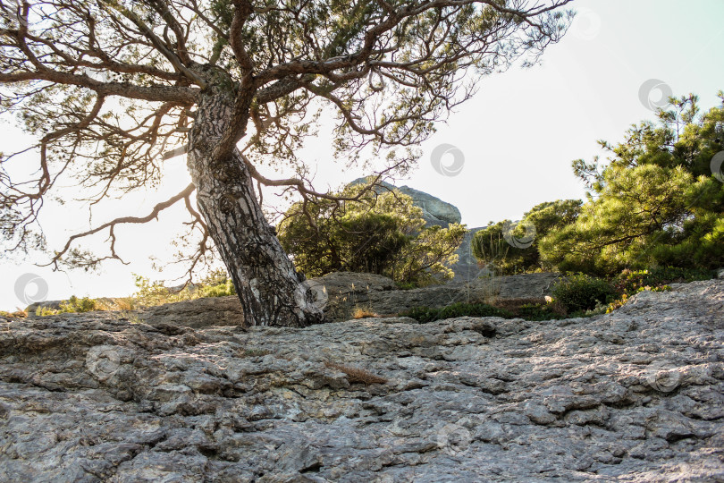 Скачать Дерево в лучах солнца. фотосток Ozero