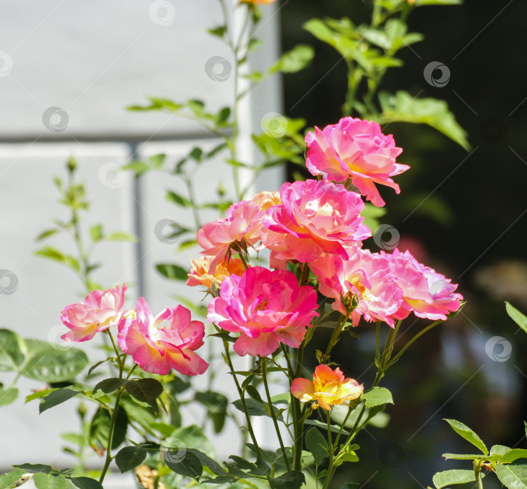 Скачать Яркие кустовые розы. фотосток Ozero