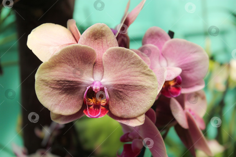 Скачать Орхидея пастельных тонов. фотосток Ozero