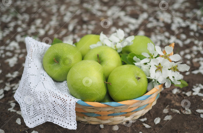 Скачать Зеленые яблоки  в корзинке с цветами фотосток Ozero