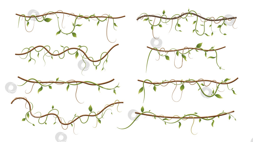 Скачать Лиана или растение джунглей или виноградная лоза дикая зелень извилистые ветви векторный стебель с листьями изолированные декоративные элементы тропические виноградные лозы флора тропических лесов и экзотическая ботаника дикие вьющиеся виды и веточки. фотосток Ozero