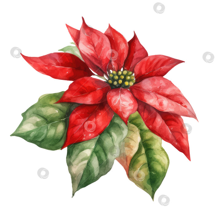 Скачать Акварельная Рождественская звезда, цветок Пуансеттии. фотосток Ozero