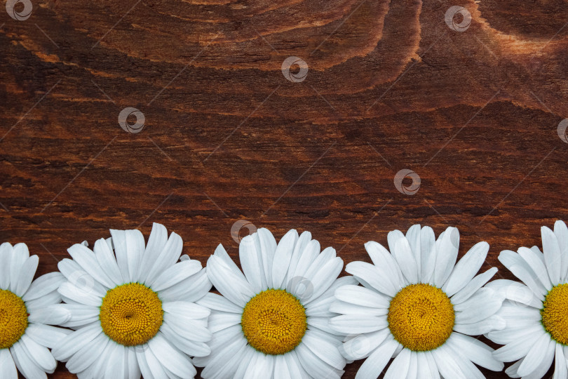 Скачать Рамка из белого цветка ромашки с желтым центром на коричневом деревянном фоне с пустым пространством для текста фотосток Ozero
