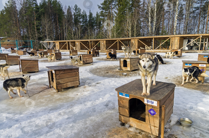 Скачать Ферма ездовых собак в Карелии, Россия. фотосток Ozero