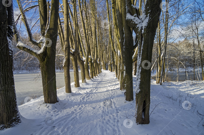 Скачать Аллея у плотины, разделяющей два пруда. фотосток Ozero