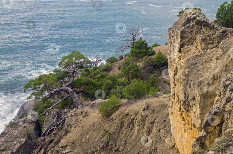 Скачать Сосны на крутом склоне над морем. фотосток Ozero
