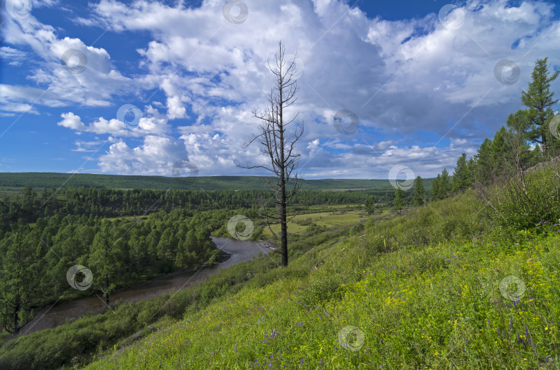 Скачать Одинокое сухое дерево на склоне холма. фотосток Ozero