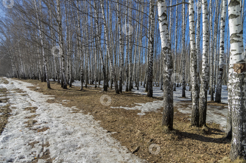 Скачать Опушка березовой рощи ранней весной фотосток Ozero