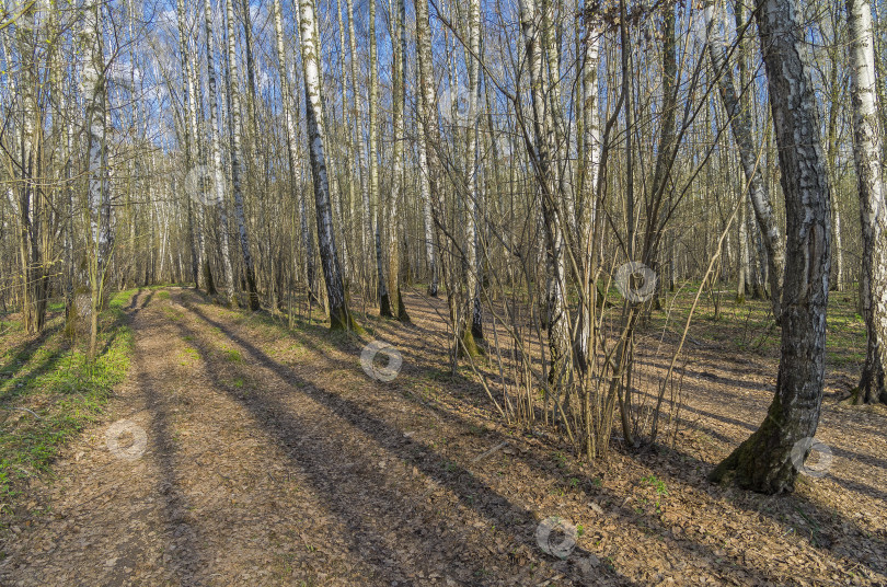 Скачать Дорога в весеннем лесу. фотосток Ozero