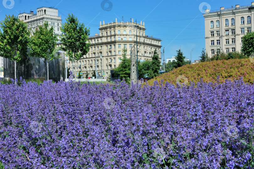 Скачать Поляна в центре столицы фотосток Ozero