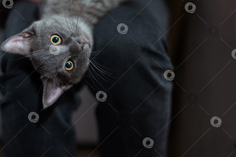 Скачать Серый котенок играет на ногах мужчины крупным планом фотосток Ozero