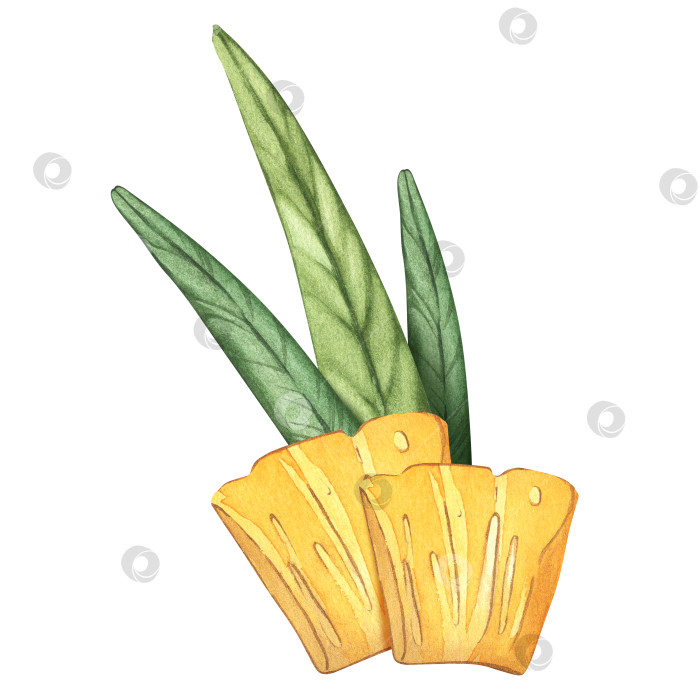 Скачать Ломтики ананасового коктейля с тропическими листьями. Акварельная иллюстрация на изолированном белом фоне. фотосток Ozero