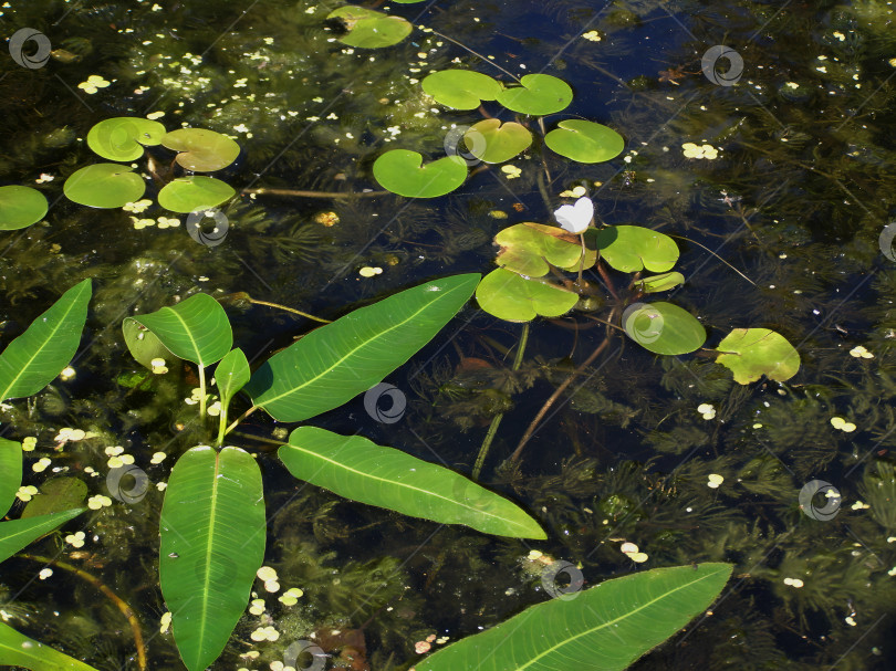 Скачать Водные растения фотосток Ozero