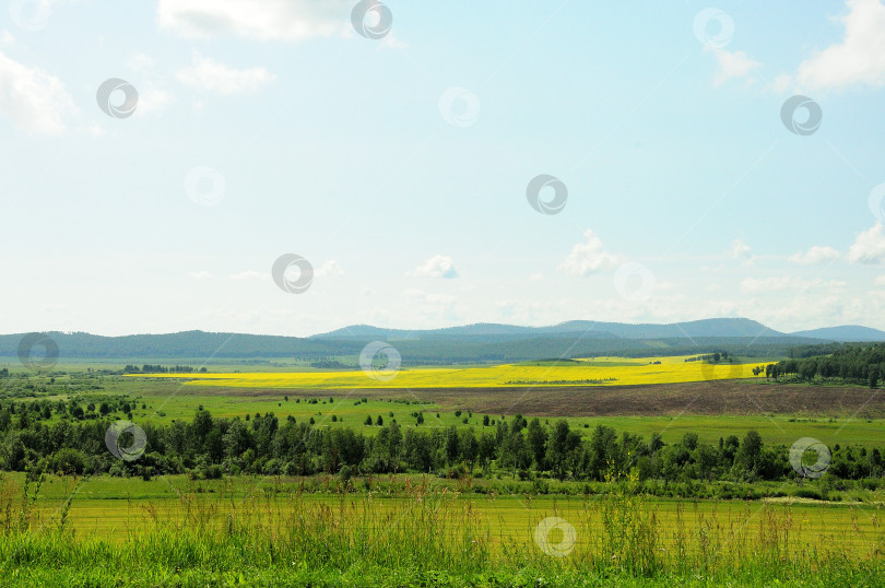 Скачать Узкая полоска леса и желтое поле рапса вдалеке у подножия горного хребта под солнечным летним небом. фотосток Ozero